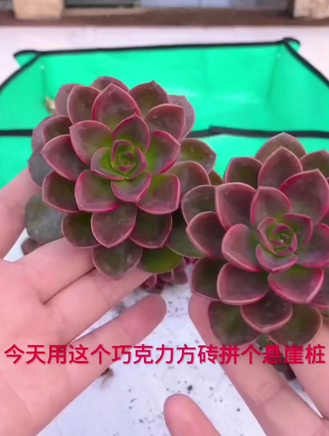 怎么用多肉巧克力方砖拼个悬崖桩呢?分享拼盆教程,你们学会了吗