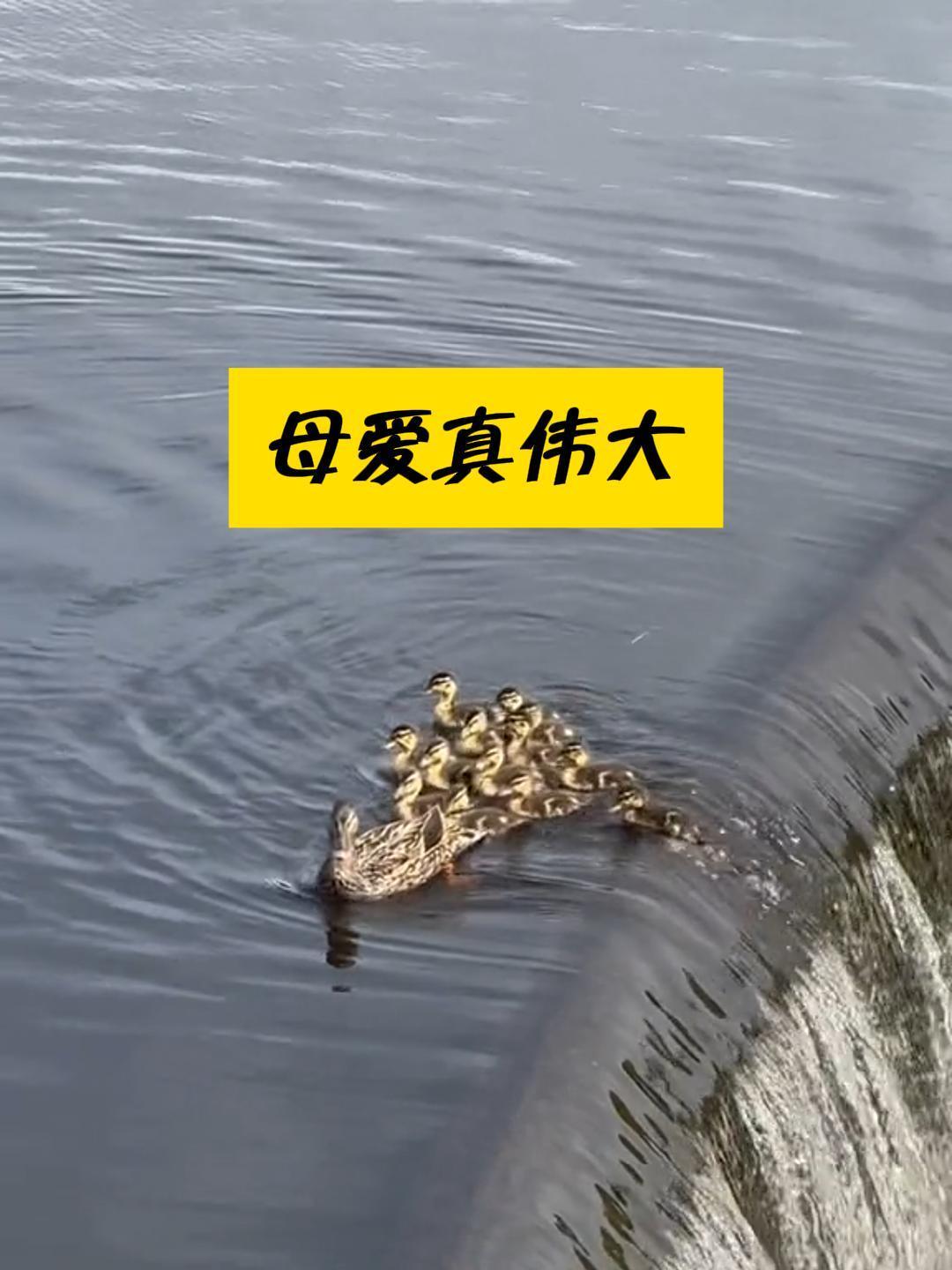 小鸭子掉下瀑布,鸭妈妈的操作令人感动