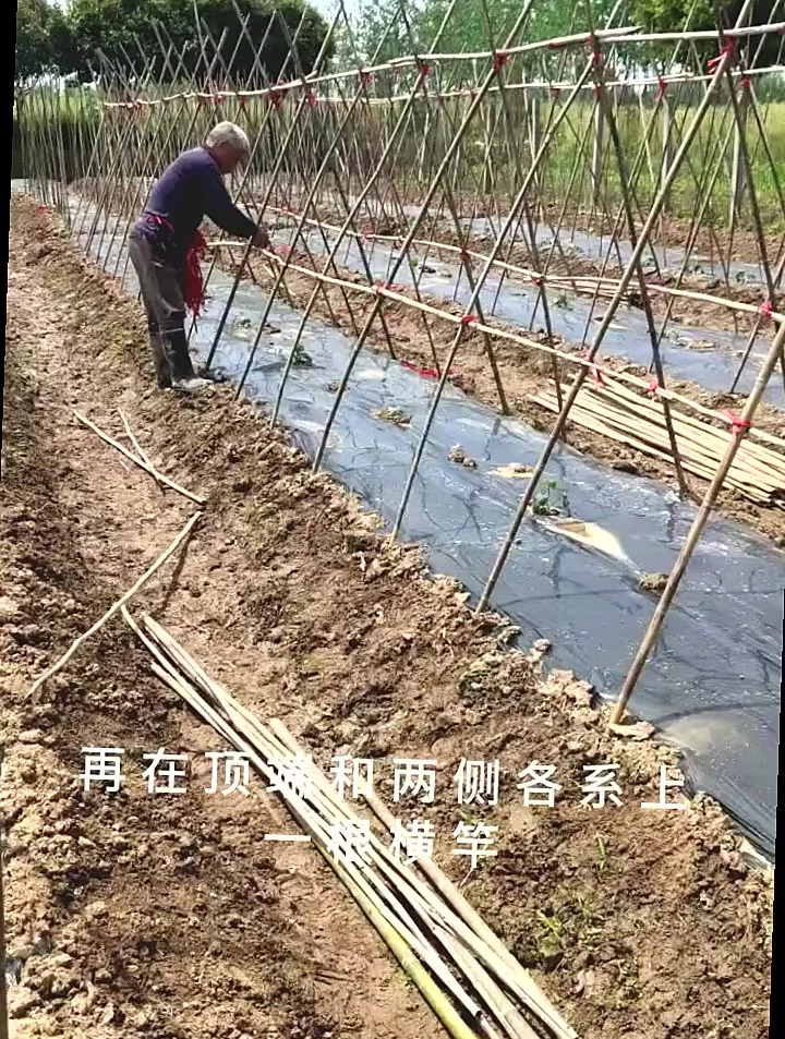 露天种蔬菜,人字架怎么搭最稳?教你几招