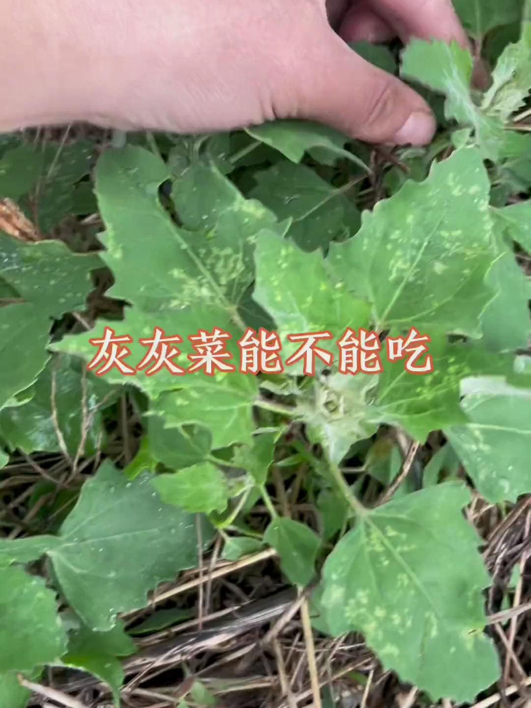 灰灰菜能不能吃