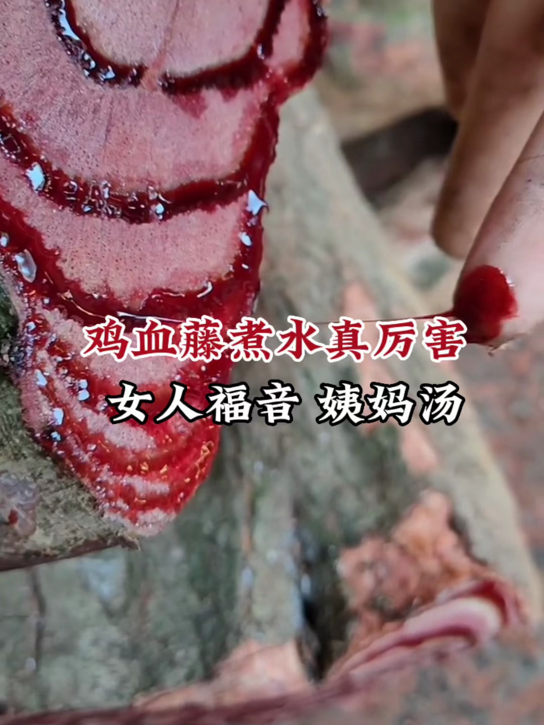 罕见植物鸡血藤别名姨妈藤,价值厉害了,太太们常喝的汤值得收藏