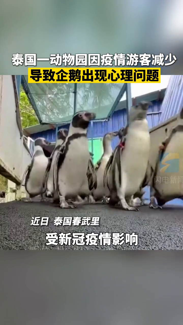 由于疫情原因,泰国一动物园游客减少导致企鹅出现心理问题