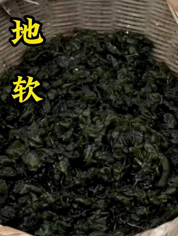 植物科普:还有人没吃过地软吗?快来了解一下吧
