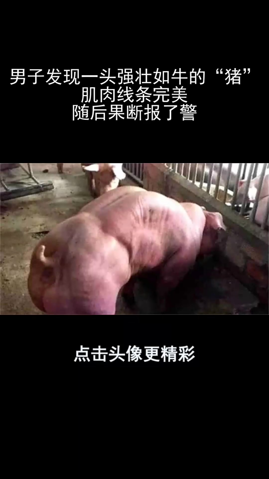 男子发现一头强壮如牛的“猪”,肌肉线条完美,随后果断报了警