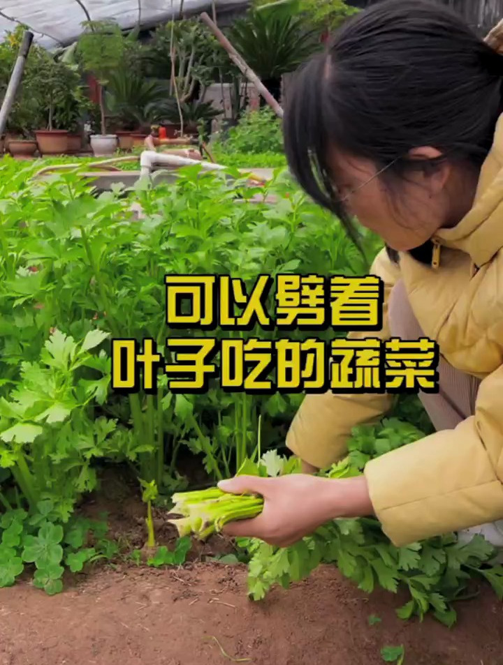 可以劈着叶子吃的蔬菜