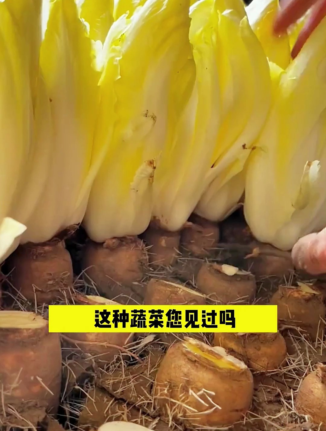 欧洲这种菜,根埋土里就能长出白菜心,市场价值高,九成人瞧不上
