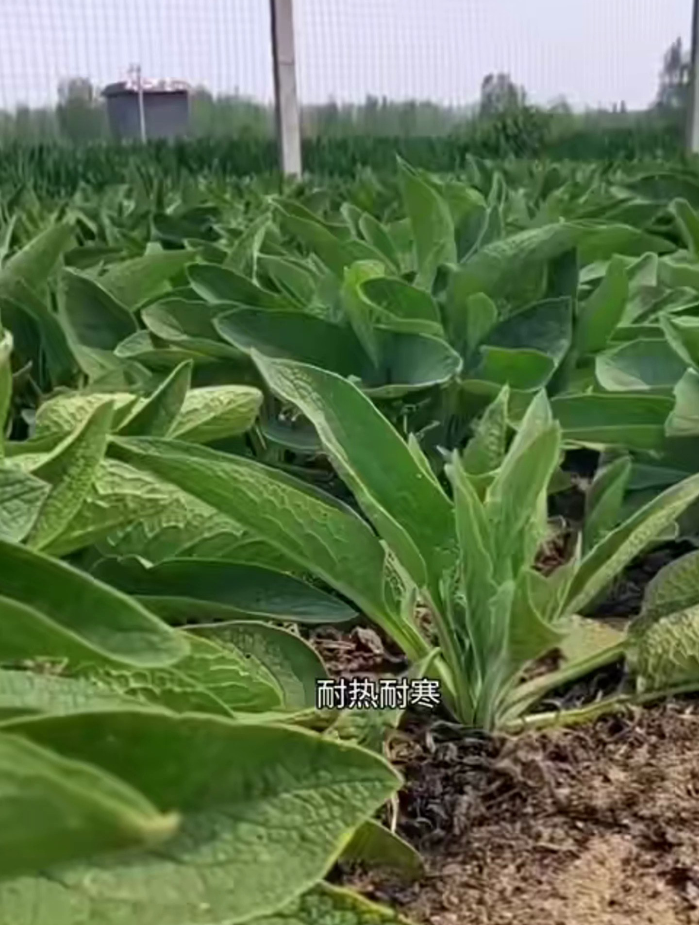 俄罗斯饲料菜种根,养殖猪牛羊、鸡鸭鹅等食用,根茎繁殖年年生