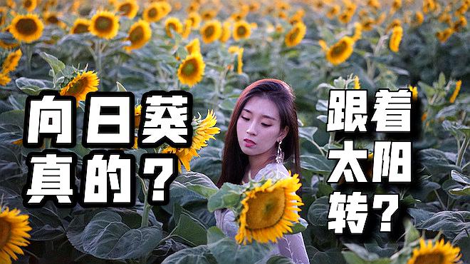 [图]向日葵为什么跟着太阳转?晚上又怎么转回来?轻知识科普Vlog