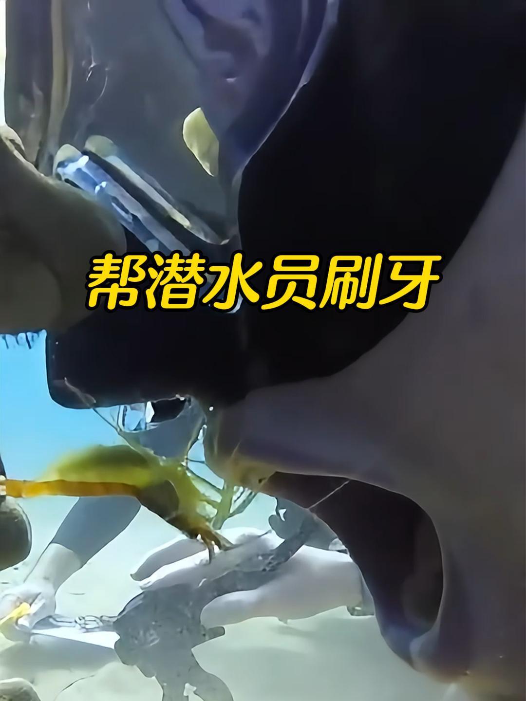 清洁虾帮潜水员清洁牙齿,真是太不可思议了!