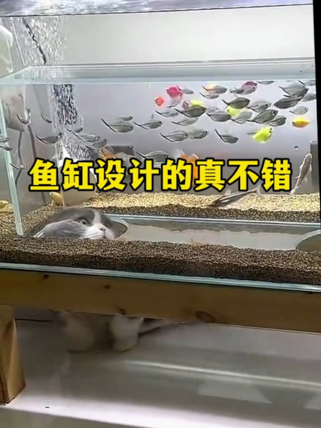 这个鱼缸设计的是真不错啊