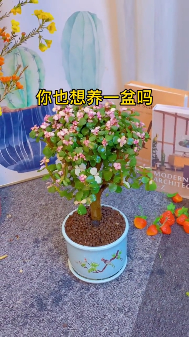 高贵的多肉植物,古代公主御用花,叶片多彩好看,关键还非常好养