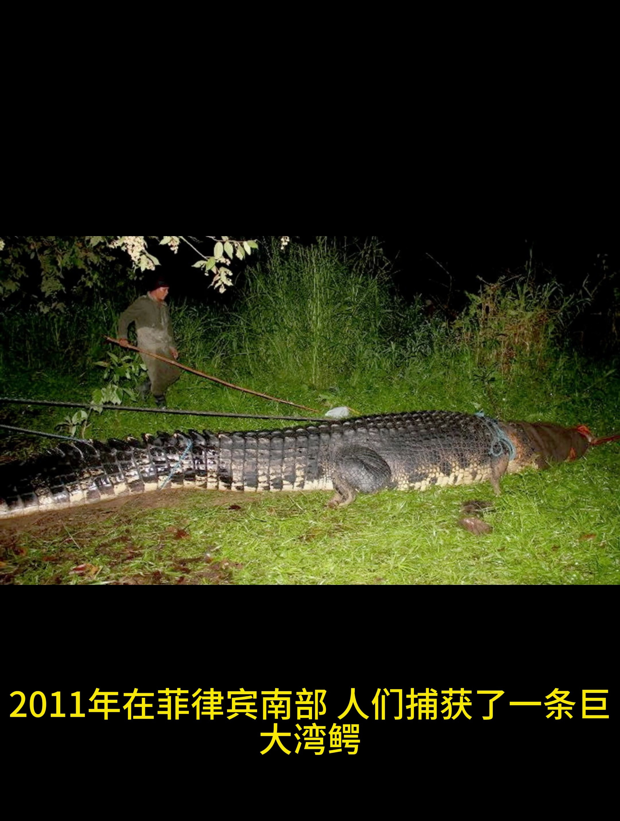 人类捕获的最大鳄鱼——洛龙