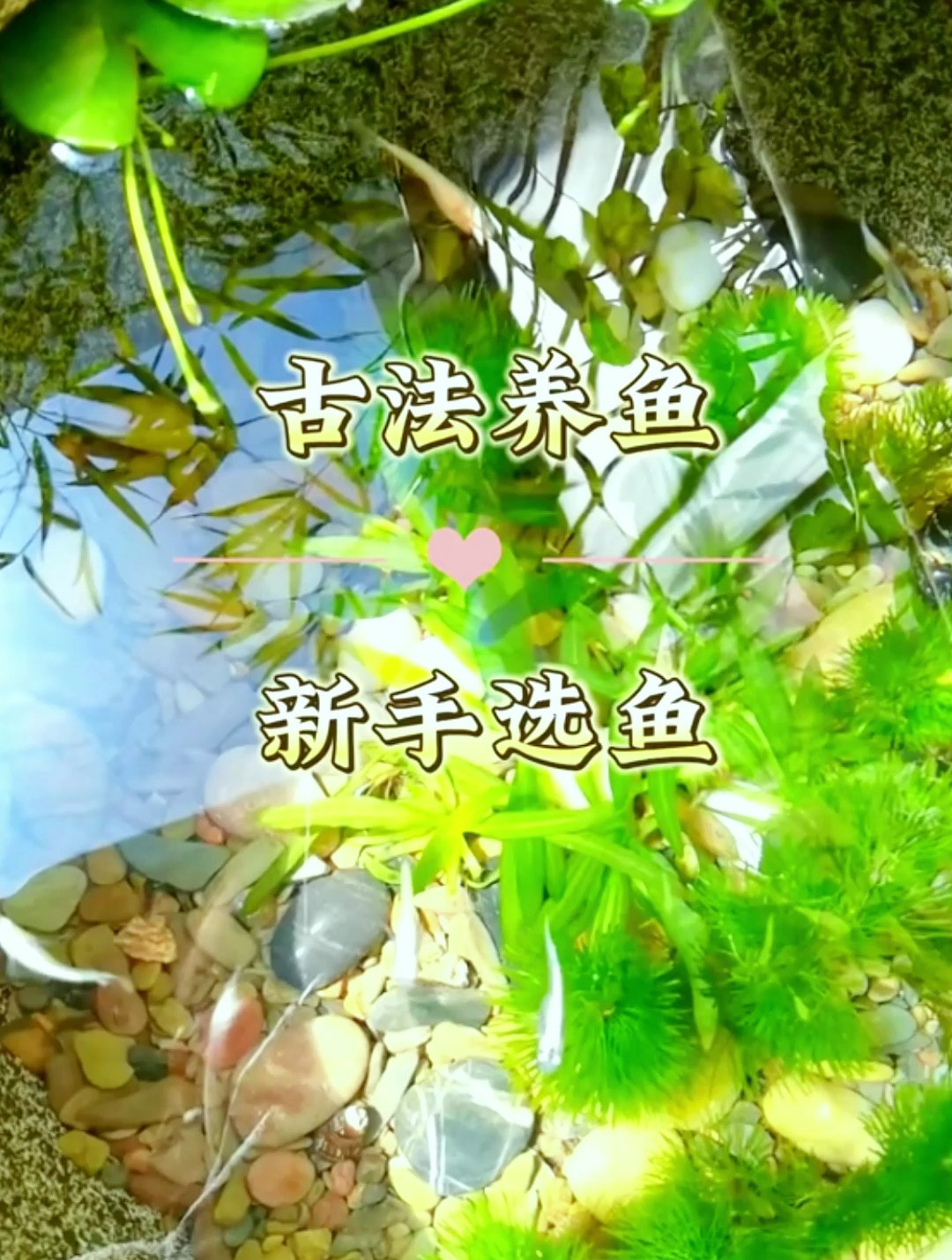 古法生态缸里该养些什么鱼?养它就对了!