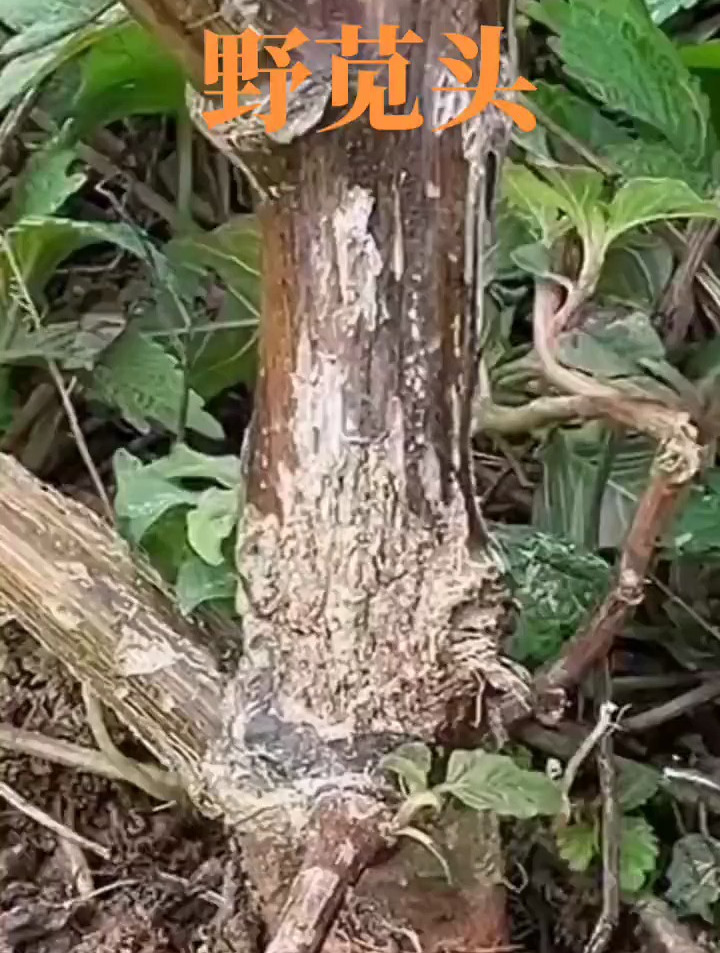 野苋头