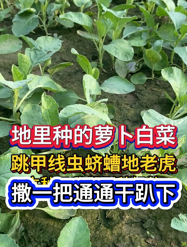 地里的萝卜白菜,跳甲虫线虫蛴螬地老虎,撒一把通通干趴下。