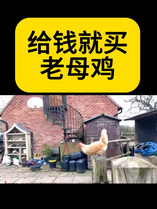 农家散养黄油老母鸡