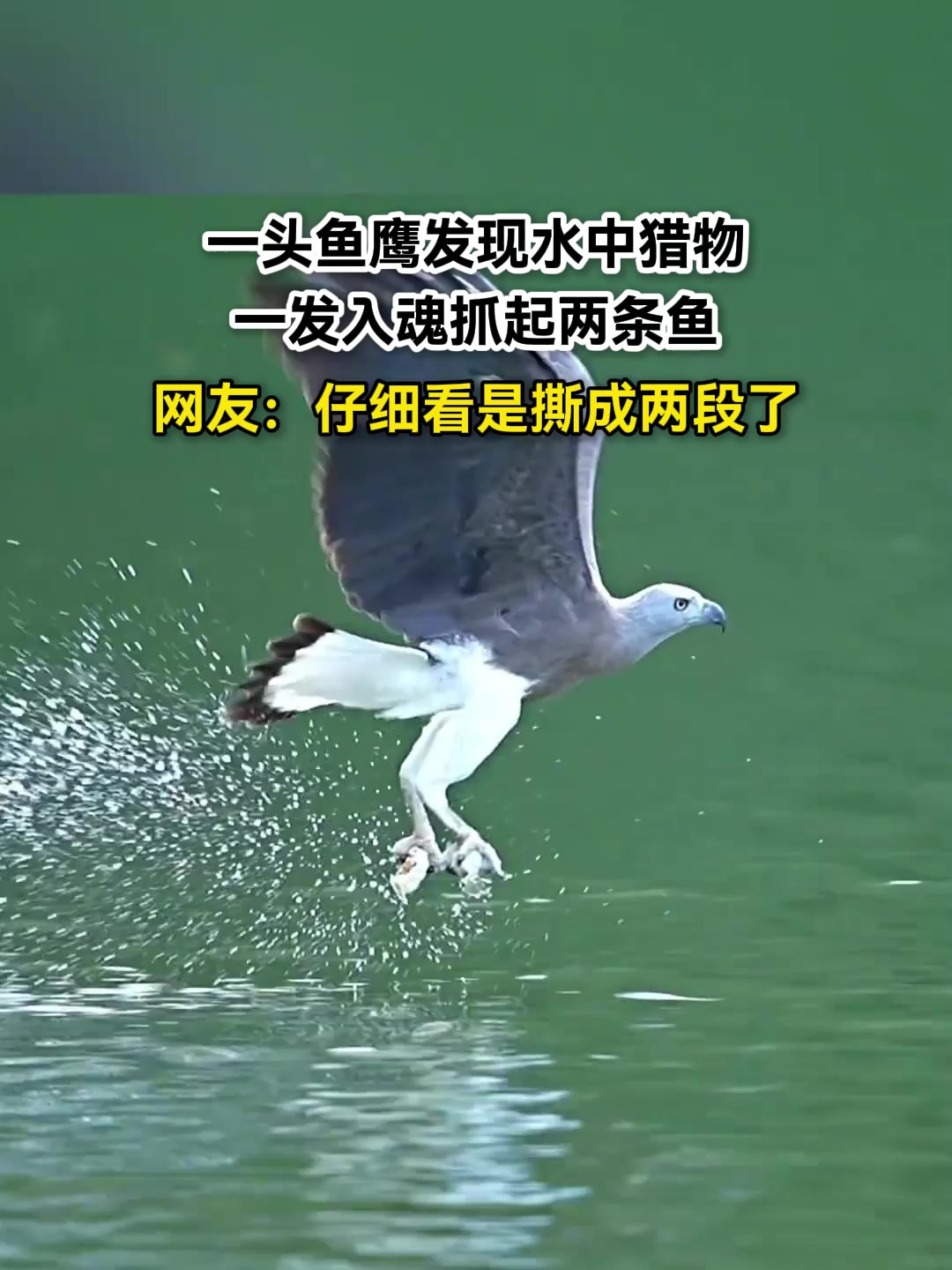 一头鱼鹰发现水中猎物,一发入魂直接抓起两条鱼,网友:仔细看是撕成两段了