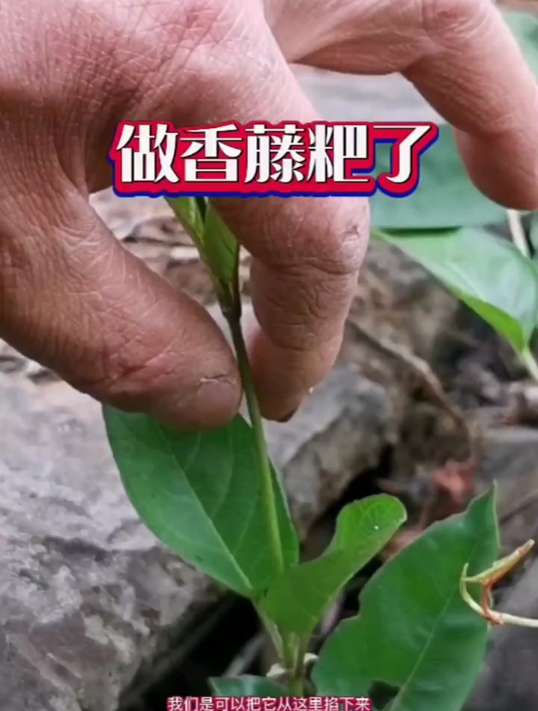 这个臭臭的植物价值不一般,农村用它做粑粑吃,你知道它叫什么吗