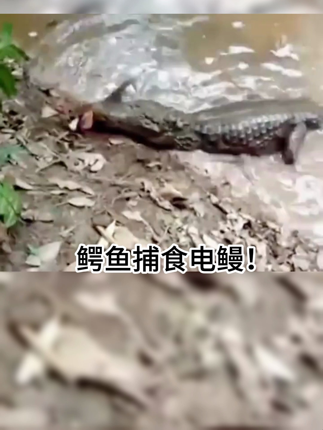 鳄鱼捕食电鳗!