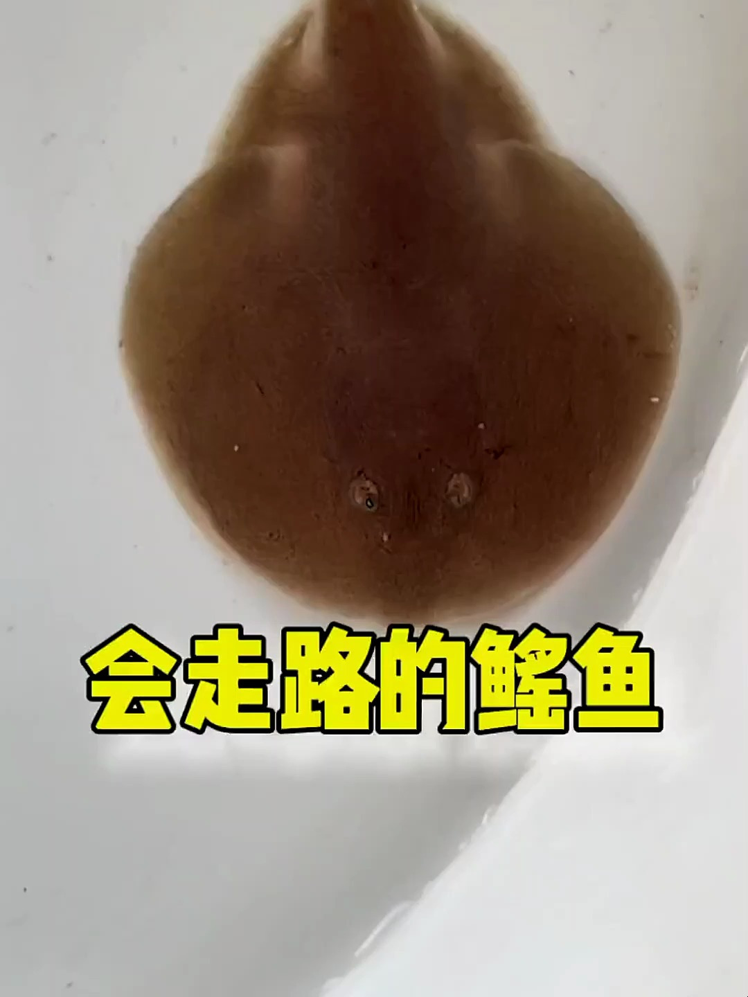 会走路的鳐鱼来了 海洋生物