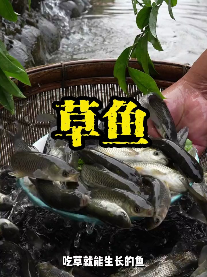 吃草就能长的鱼,它就是草鱼,四大家鱼之一