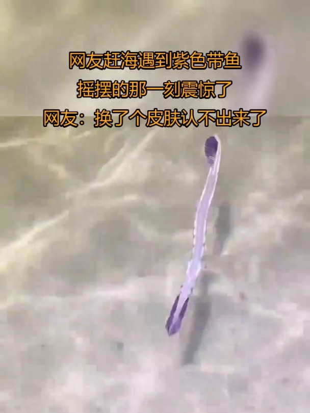 网友赶海遇到紫色带鱼,摇摆的那一刻震惊了。网友:换了个皮肤认不出来了