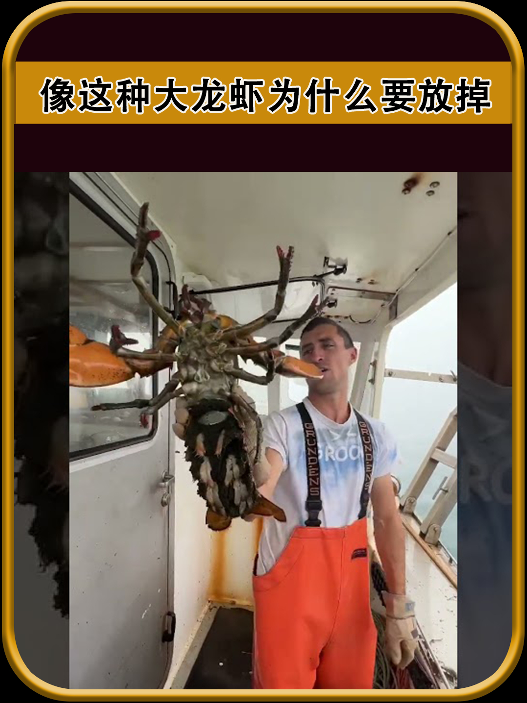 好不容易捕捉的大龙虾为什么还要放掉