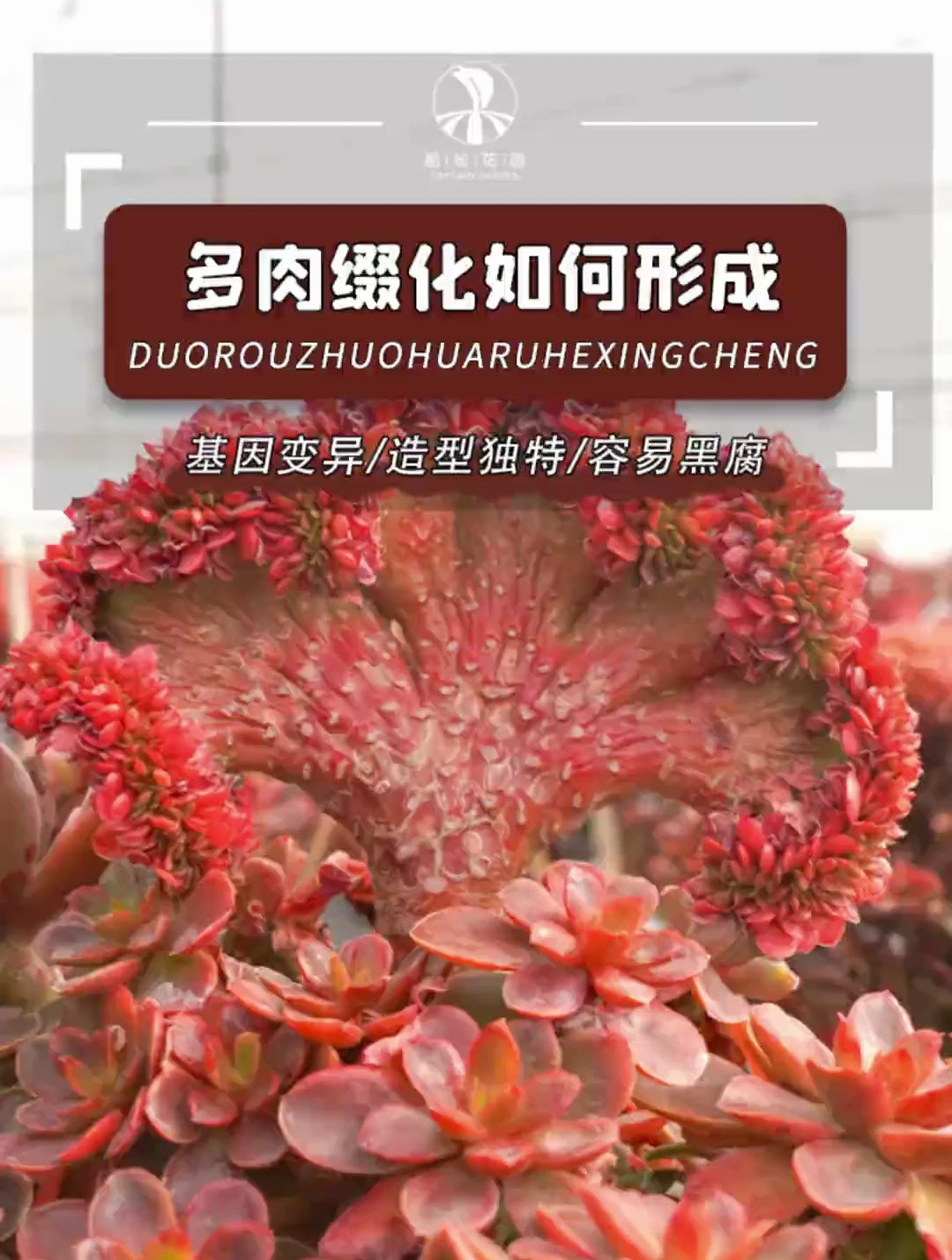 多肉缀化其实并不稀奇!养护小知识 多肉缀化