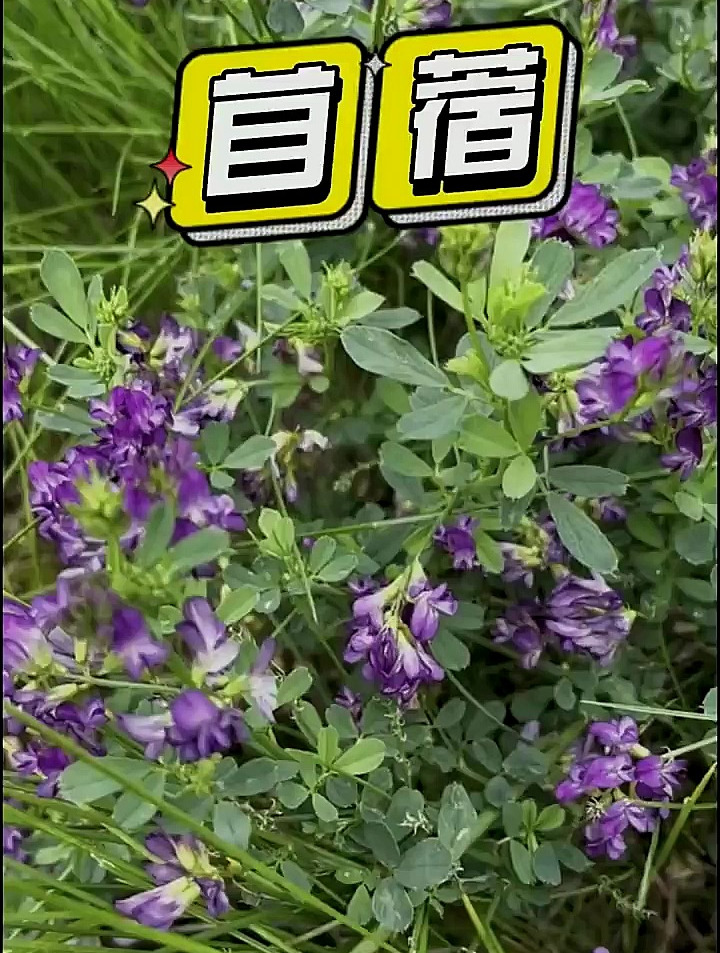 小时候经常吃的苜蓿菜你吃过吗