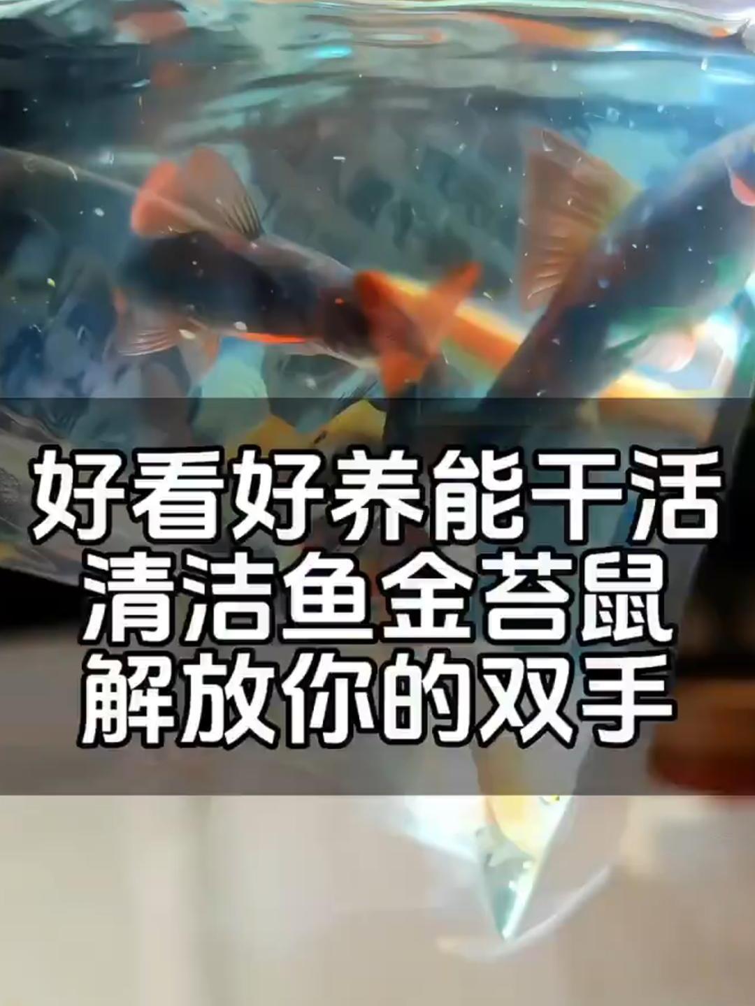 快给你的鱼缸请两条好玩好养勤劳的清洁工