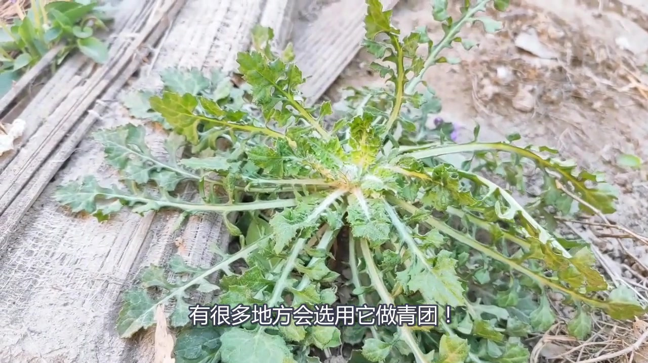农村野草泥胡菜!好处一个比一个大,懂得人不多!