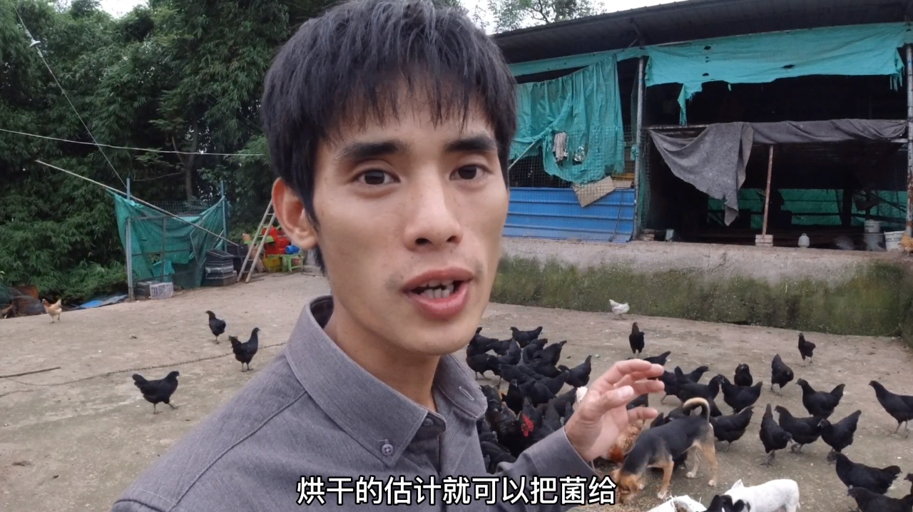 用餐厨垃圾养蝇蛆,垃圾利用价值高,用来养鸡效果应该不错