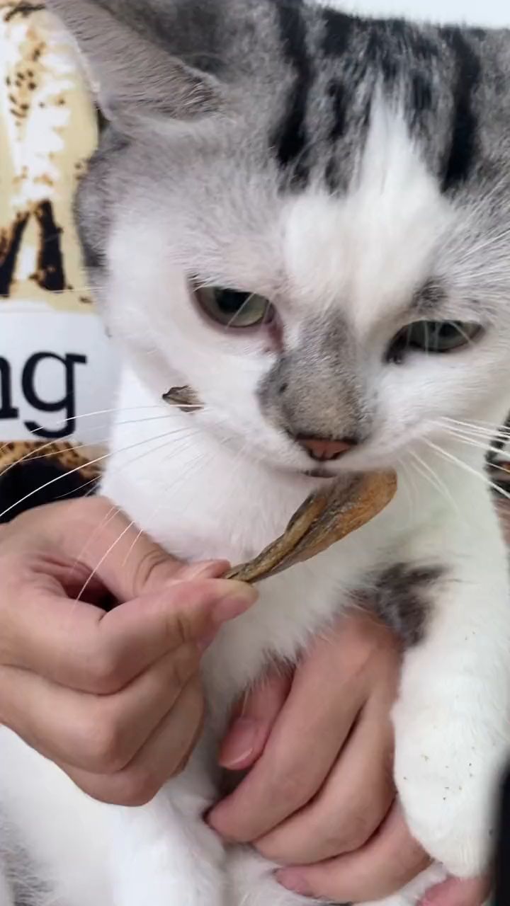 小猫咪都爱炫的满籽多春鱼冻干