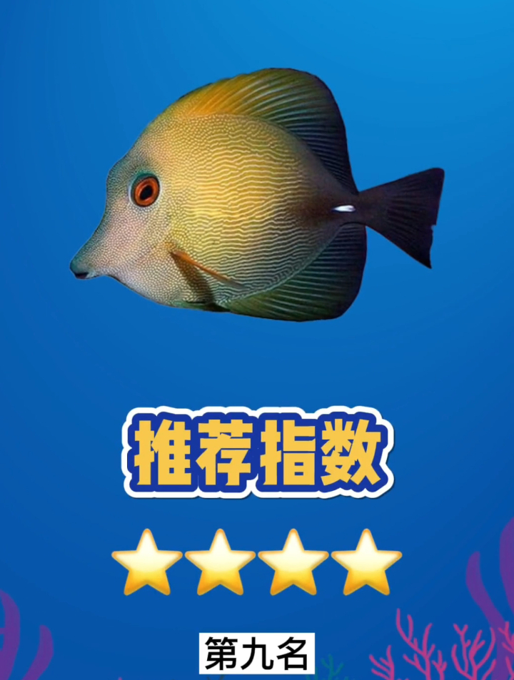 适合新手饲养的海水鱼有哪些?这十款海水鱼经济实惠,好养不贵