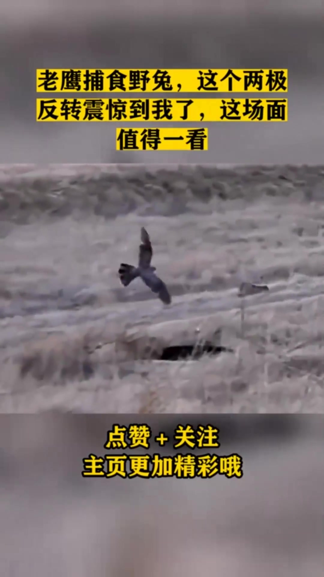 老鹰捕食野兔,这个两极反转震惊到我了,这场面值得一看