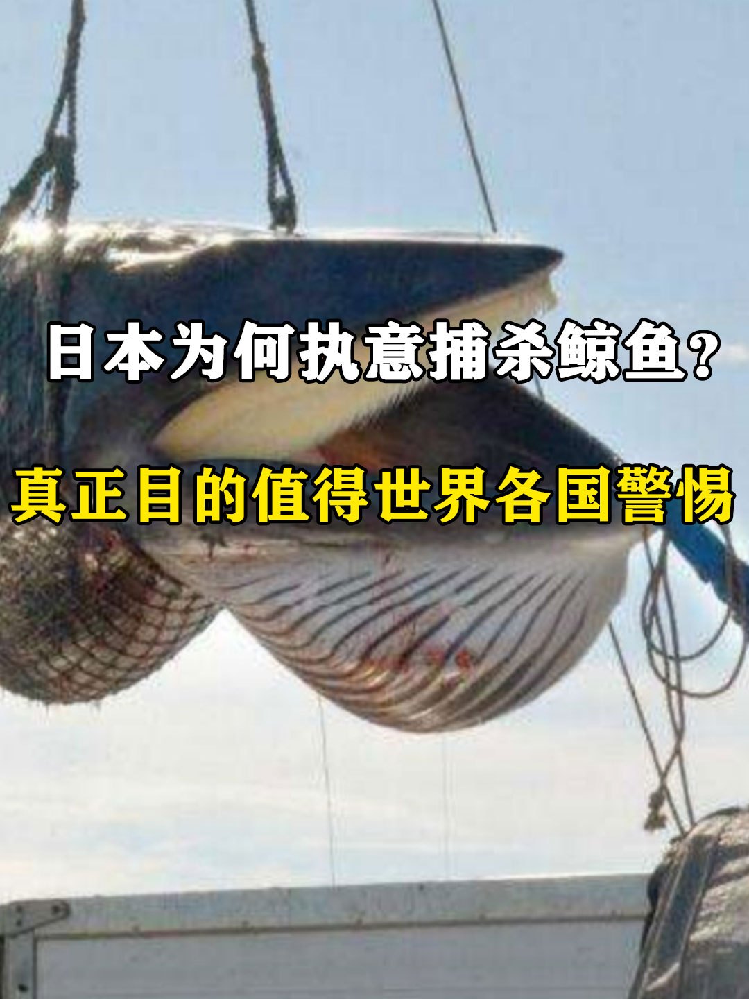 日本为何执意捕杀鲸鱼?并非为了吃肉,真正目的值得世界各国警惕