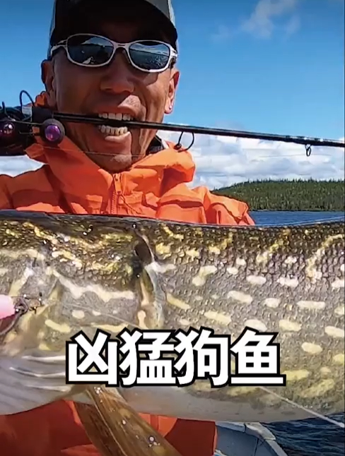 花式中狗鱼，各种路亚都能钓到它