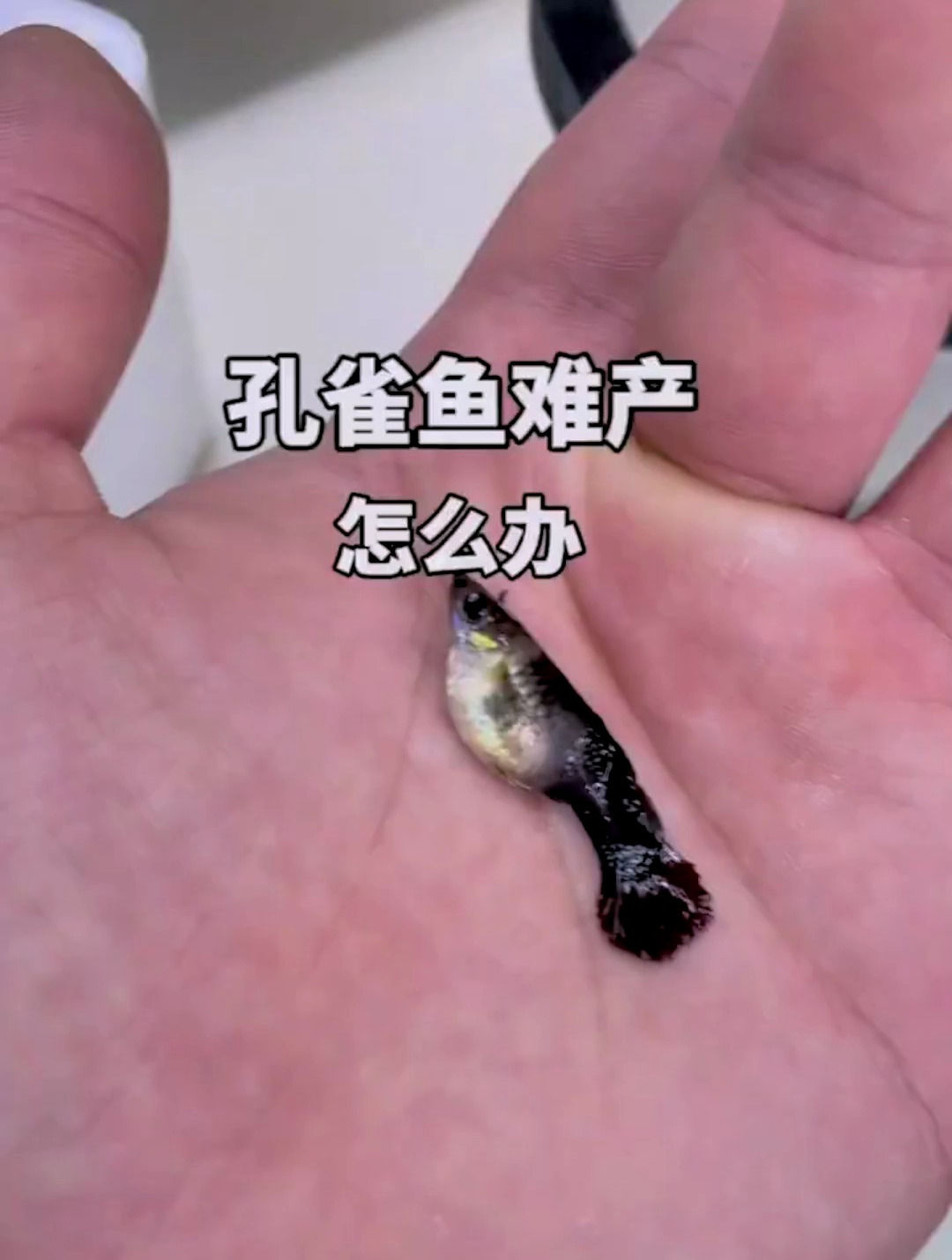 孔雀鱼难产怎么办?可能有这几个原因!