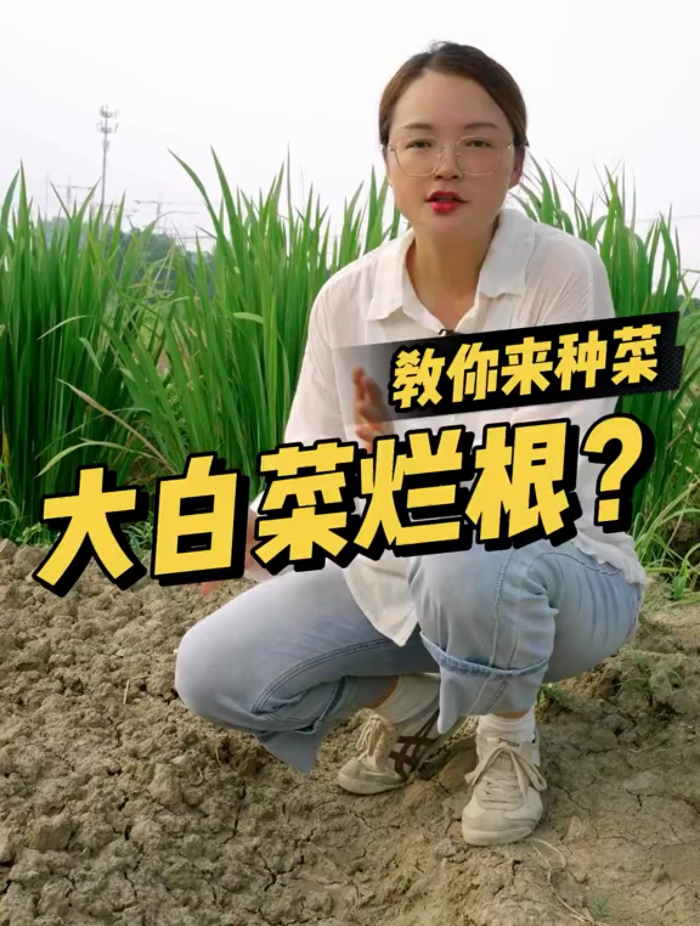 大白菜烂根的原因是什么,有哪些症状呢?