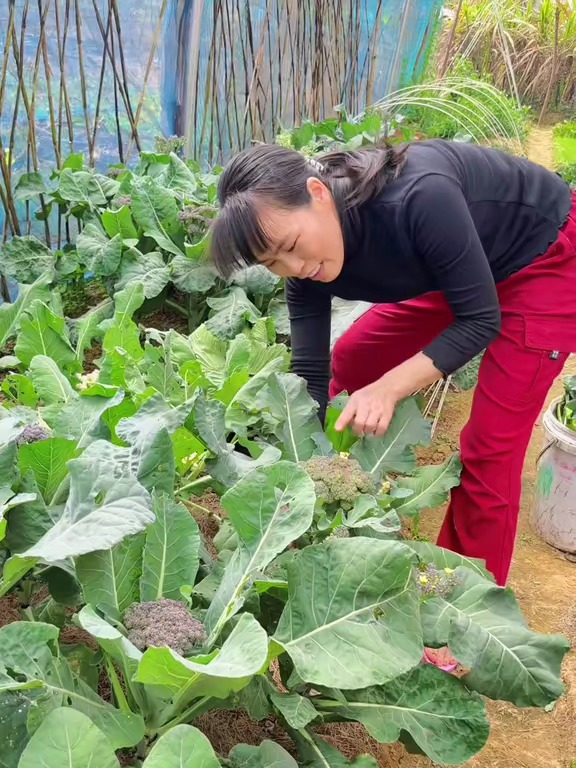 这是这几个月种的部分叶类青菜,如果你有块菜地都啥菜?