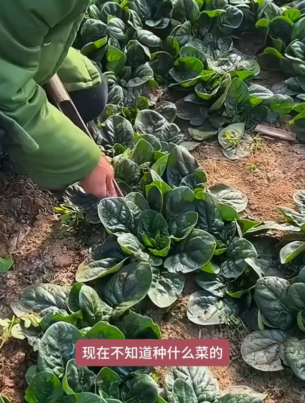 南方北方都能种的趴地菠菜,耐寒性特别好,营养还好吃