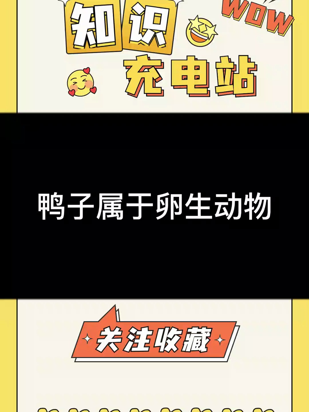 鸭子属于什么动物?