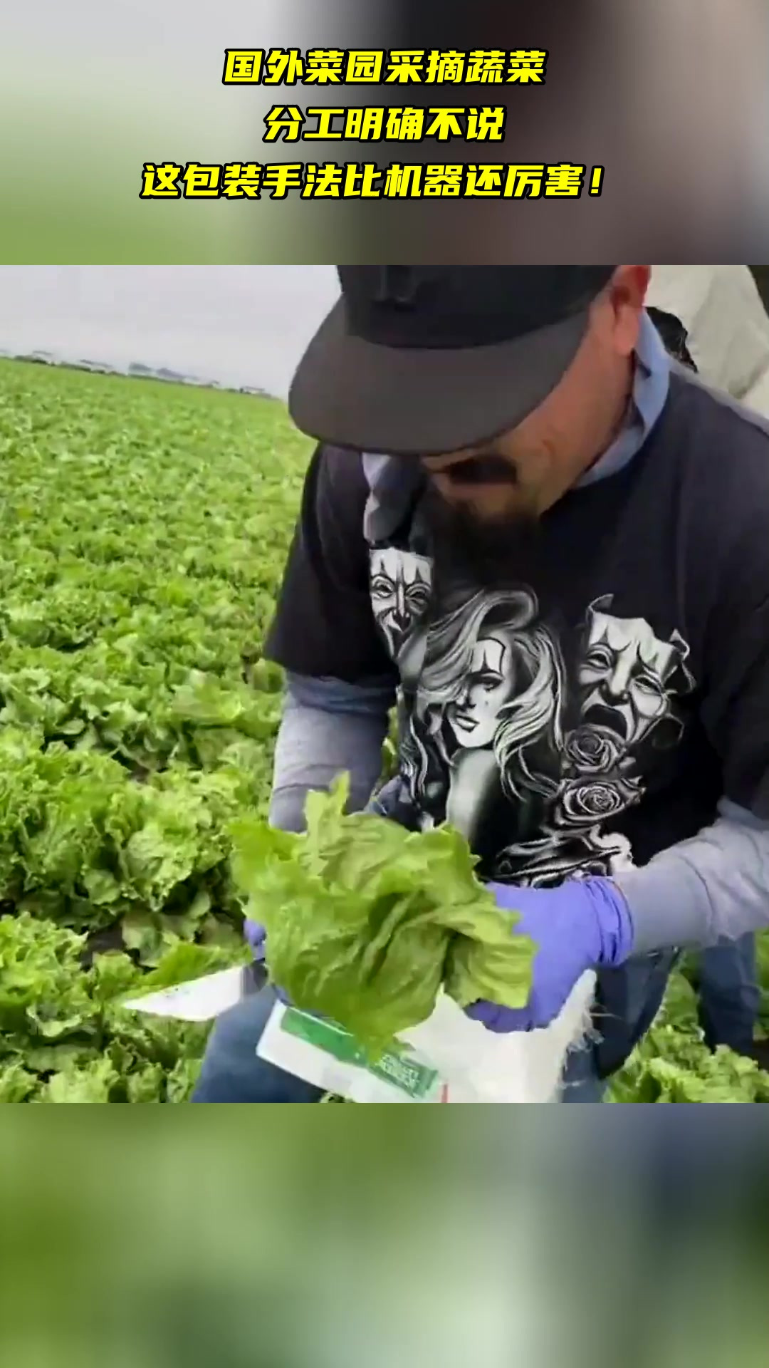 国外菜园采摘蔬菜 分工明确不说 这包装手法比机器还厉害!