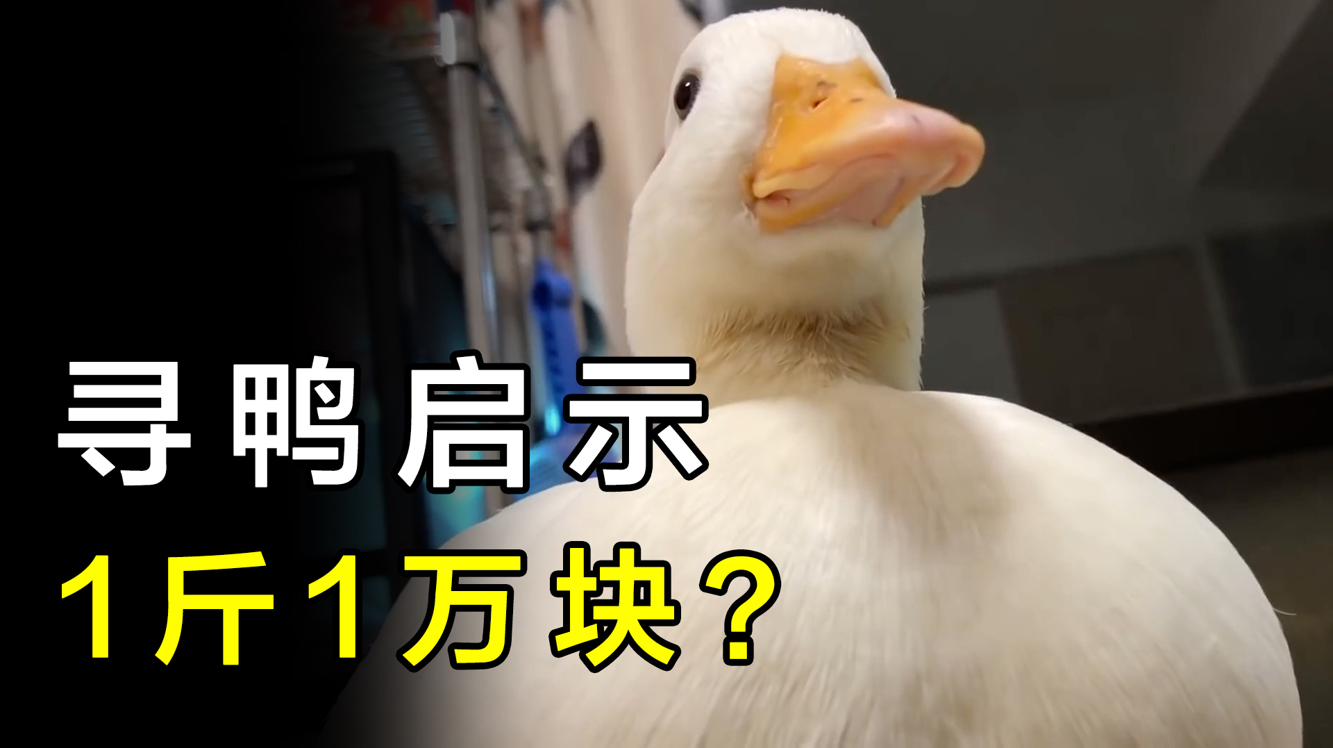 王珞丹寻鸭事件的主角,1斤10000块的柯尔鸭,适合当宠物吗?