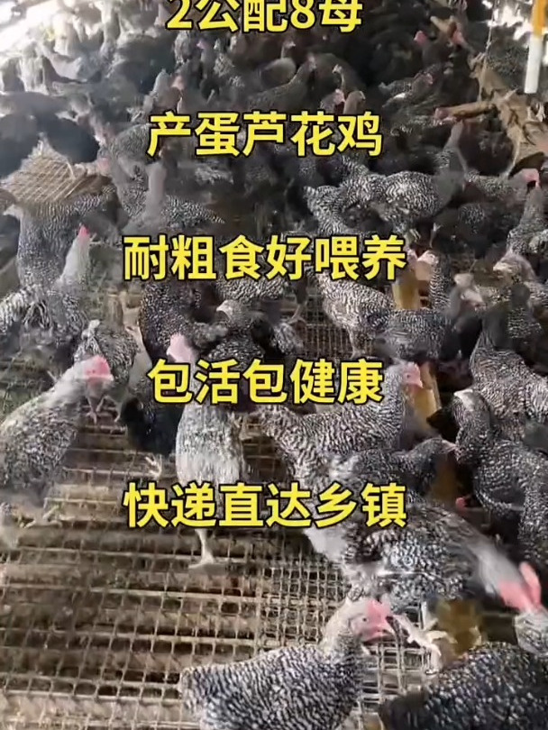 脱温鸡苗芦花鸡自繁自养公母都有大红公鸡