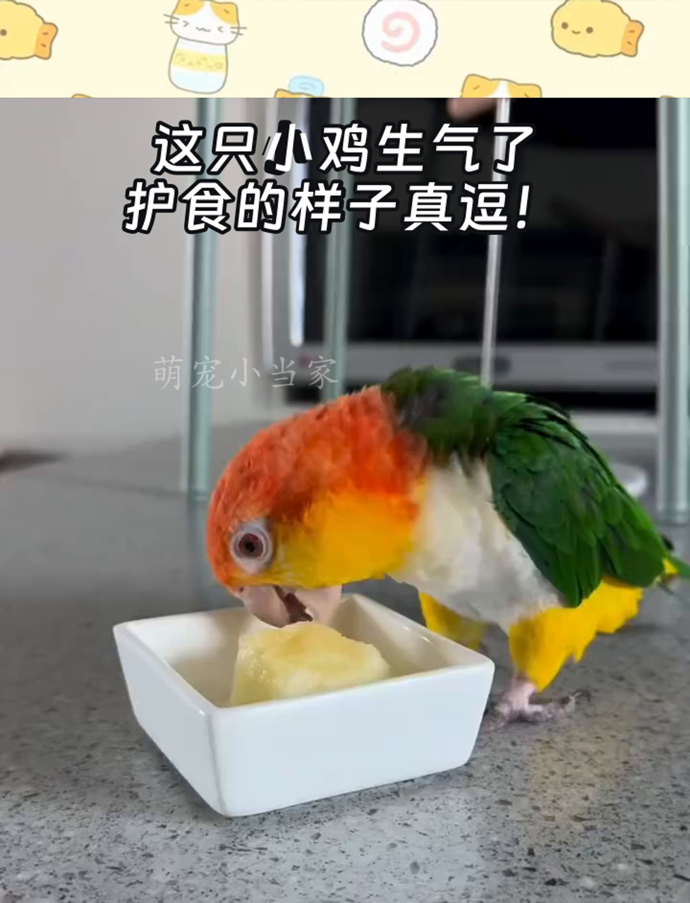这只小鸡生气了,护食的样子真逗!