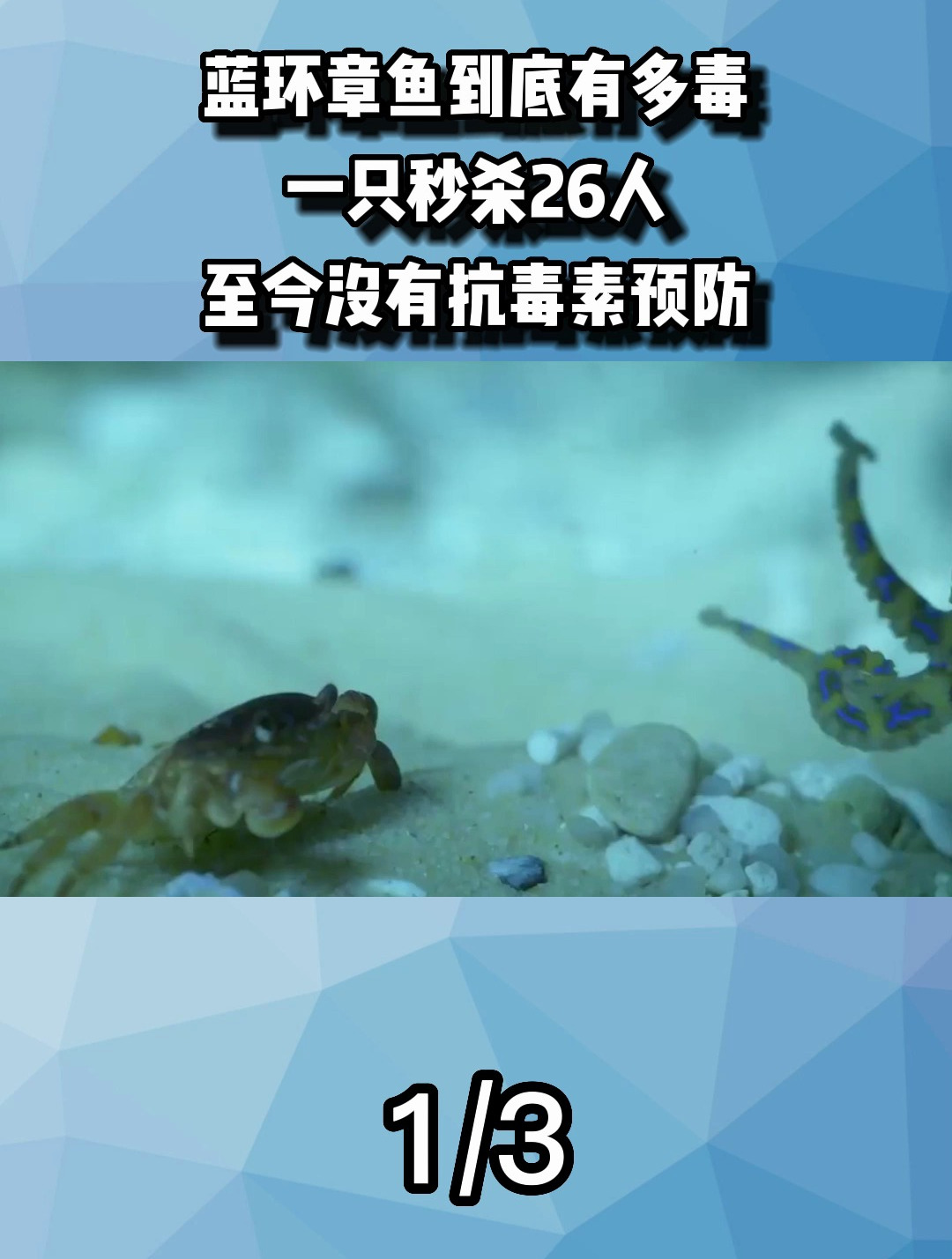 蓝环章鱼到底有多毒?一只秒杀26人,至今没有抗毒素预防
