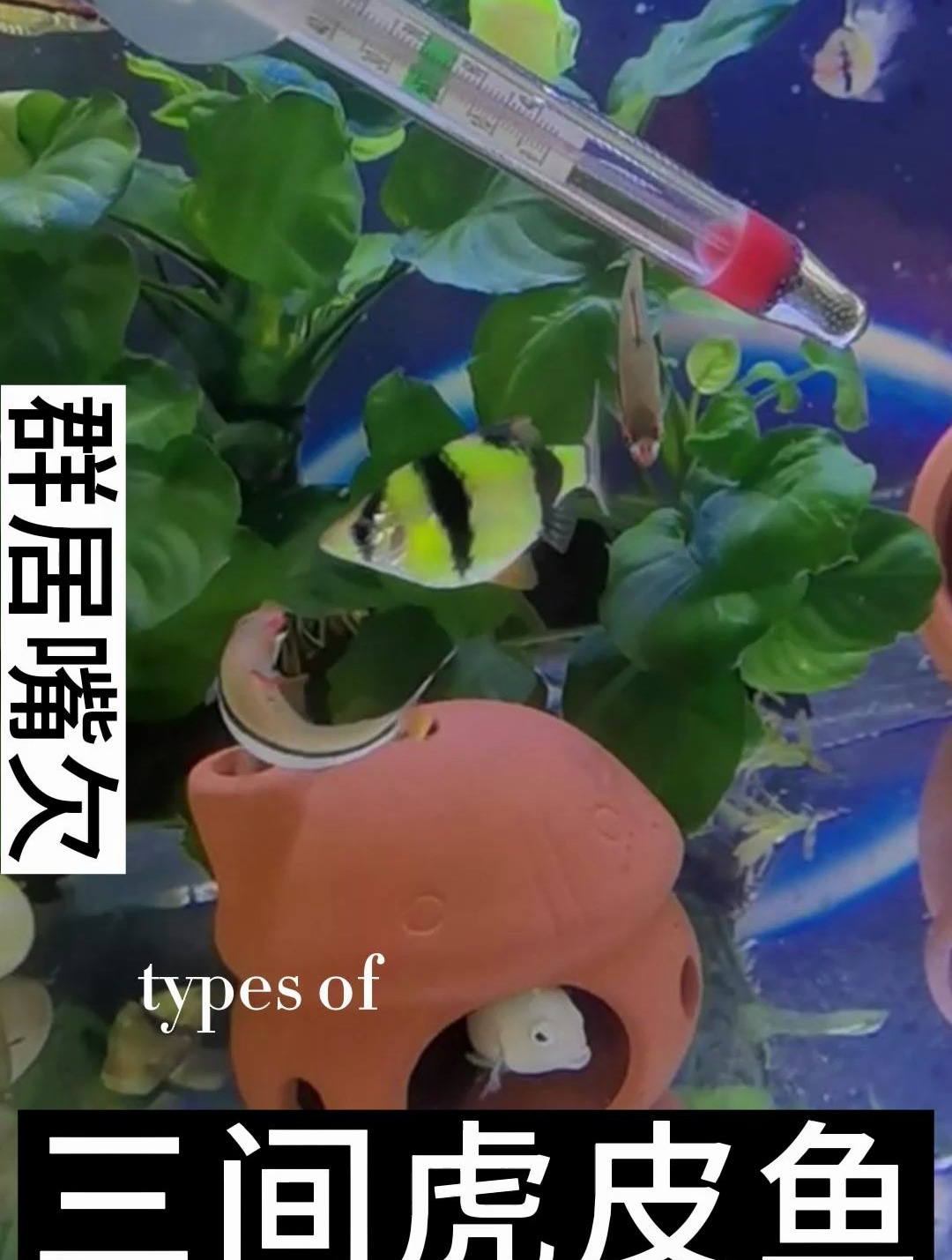 虎皮鱼是鲤科、无须魮属鱼类。体长4-6厘米,体高,侧扁略呈圆形