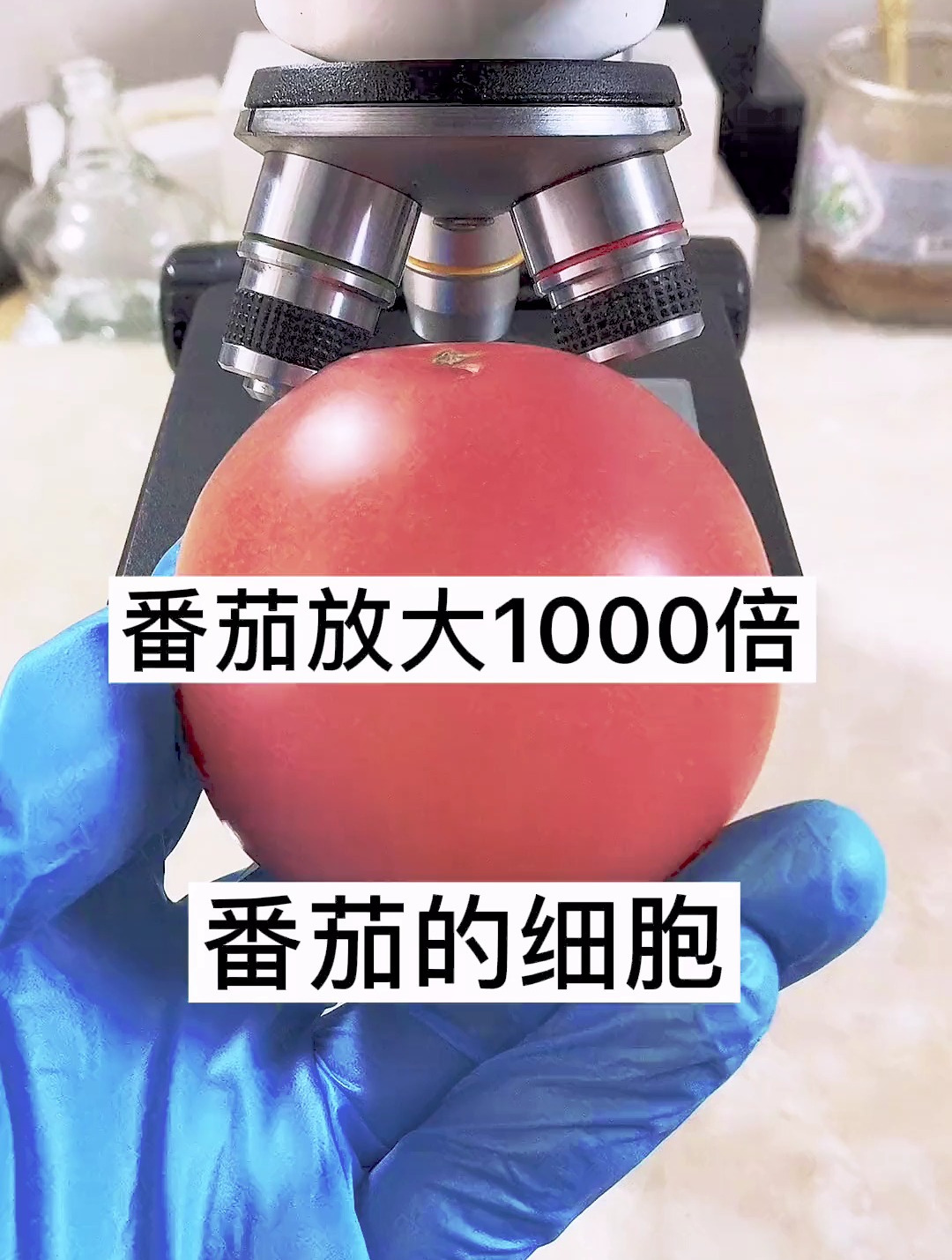 完成的不好,有少许气泡。显微镜番茄