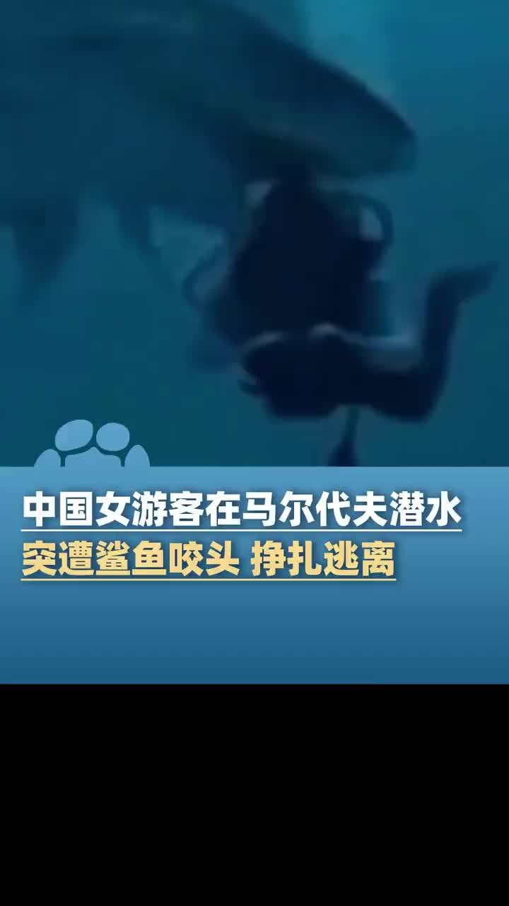 中国女子在马尔代夫潜水突遭鲨鱼咬头:挣扎逃离,伤口被缝40多针